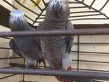 A Pair of Talking African Grey Parrots - photo 1