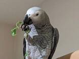 A Pair of Talking African Grey Parrots - photo 2