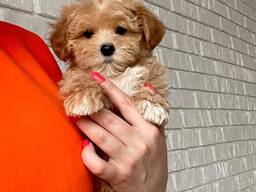 Adorable IKC Registered Female and male maltipoo Puppies for Sale