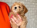 Adorable IKC Registered Female and male maltipoo Puppies for Sale - photo 1