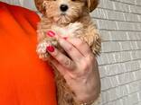 Adorable IKC Registered Female and male maltipoo Puppies for Sale - photo 3