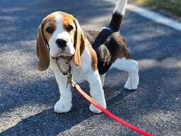Adorable little beagle puppies for sale