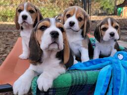 Gorgeous Beagle puppies for sale