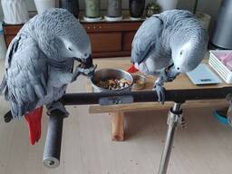 African Grey Parrot Available