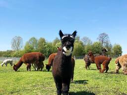 Alpacas for sale