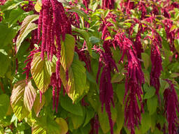 Amaranth