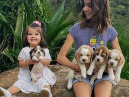 Beautiful beagle puppies for sale