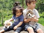 Beautiful beagle puppies for sale - photo 1
