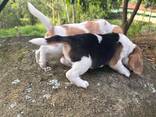 Beautiful beagle puppies for sale - photo 3
