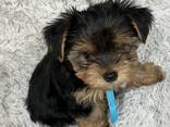 Beautiful miniature Yorkshire terrier puppies ready to find good loving homes. - photo 2
