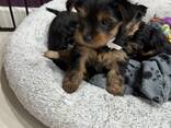 Beautiful miniature Yorkshire terrier puppies ready to find good loving homes. - photo 3