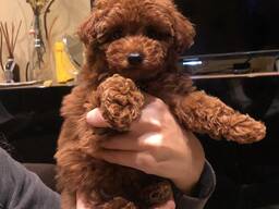 Beautiful playful toy poodle puppies for sale