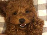 Beautiful playful toy poodle puppies for sale - photo 1