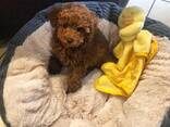 Beautiful playful toy poodle puppies for sale - photo 2