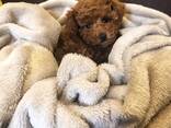Beautiful playful toy poodle puppies for sale - photo 3