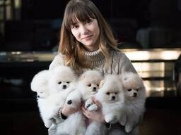 Beautiful Playfull Pomeranian for Spzit