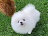 Beautiful Playfull Pomeranian for Spzit - photo 2