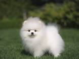 Beautiful Playfull Pomeranian for Spzit - photo 3