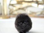 Beautiful Pomeranian puppies Available - photo 2