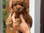 Beautiful Toy Poodle puppies : two males and two females. - photo 1