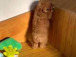 Beautiful Toy Poodle puppies : two males and two females. - photo 2