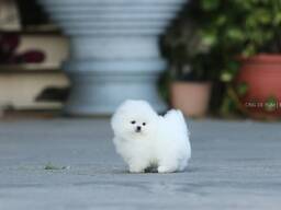 Beautiful white Pomeranian puppies for sale