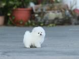 Beautiful white Pomeranian puppies for sale - photo 1