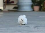 Beautiful white Pomeranian puppies for sale - photo 2