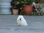 Beautiful white Pomeranian puppies for sale - photo 3
