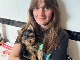 Beautiful Yorkshire terriers puppies for sale