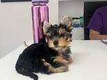 Beautiful Yorkshire terriers puppies for sale - photo 1