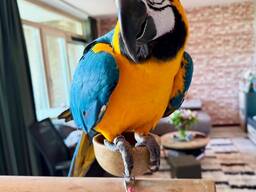 Bueatiful Macaw Parrot