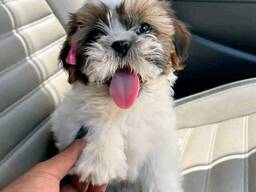 Bueatiful Shih Tzu Puppies