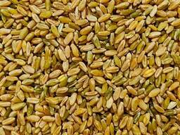 Freekeh