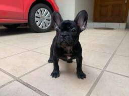 French Bulldog puppies for sale