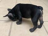 French Bulldog puppies for sale - photo 3