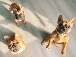 French bulldog puppy