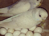 Fresh Parrot Fertile Eggs and Parrots For Sale - photo 2