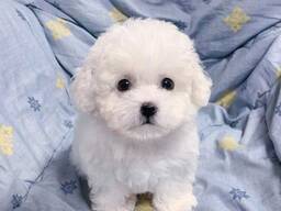 Friendly Bichon Frise
