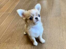 Friendly Chihuahua Puppy