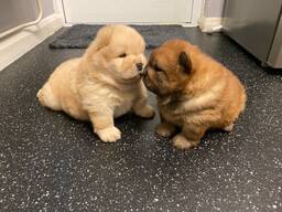 Friendly Chow Chow Puppies