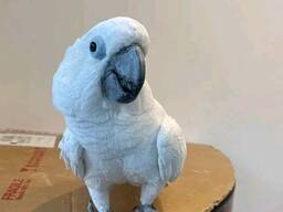 Friendly Cockatoo parrot