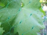 Garden nets, antibird - photo 6