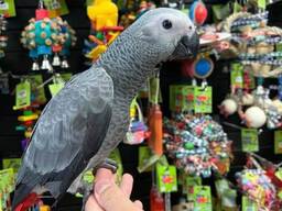 Gorgeous African Grey Parrot