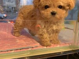 Gorgeous Poodle puppy