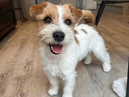 Happy Jack Russell Puppy