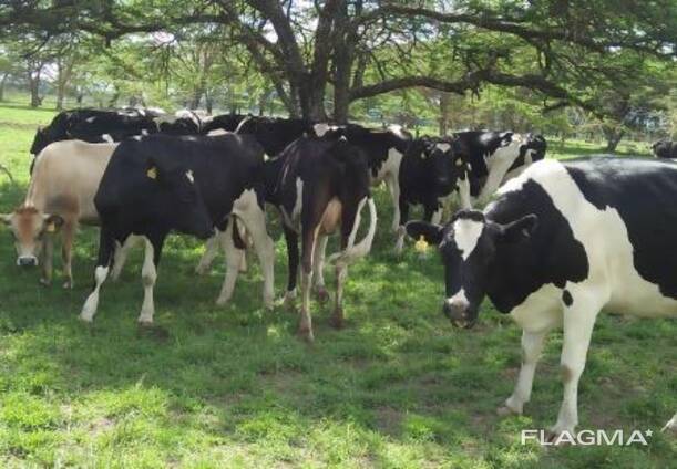 Healthy cattle available