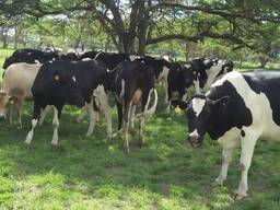Healthy cattle available