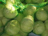 Cabbage wholesale Kazakhstan - photo 1