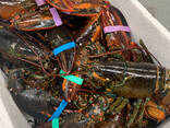 Lobsters - photo 2